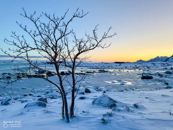 Einsamer Baum in Straumsbuka