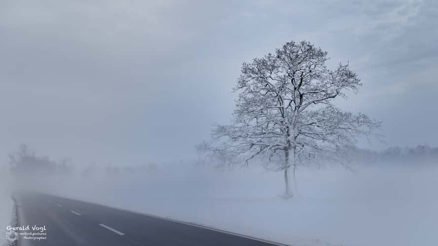 Einzelner Baum nahe Neudau, Steiermark