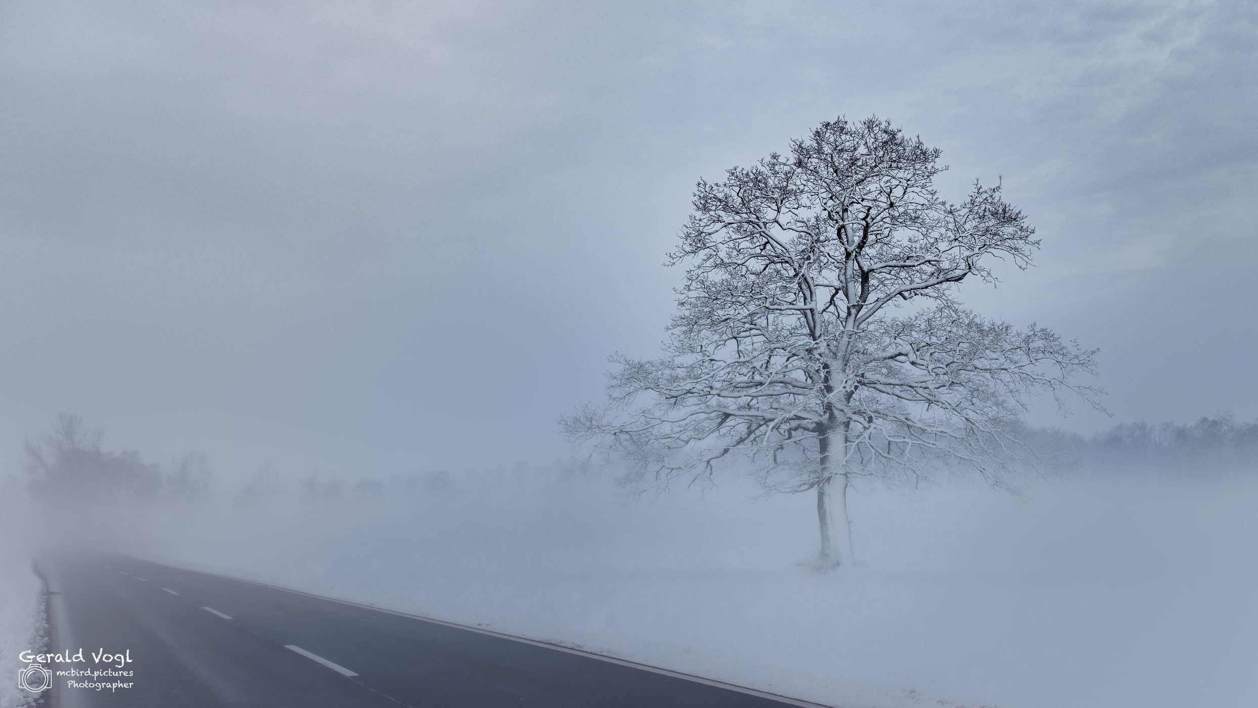 Einzelner Baum nahe Neudau, Steiermark, Austria