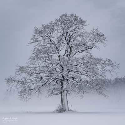 Einzelner Baum nahe Neudau, Steiermark, Austria