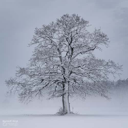 Einzelner Baum nahe Neudau, Steiermark