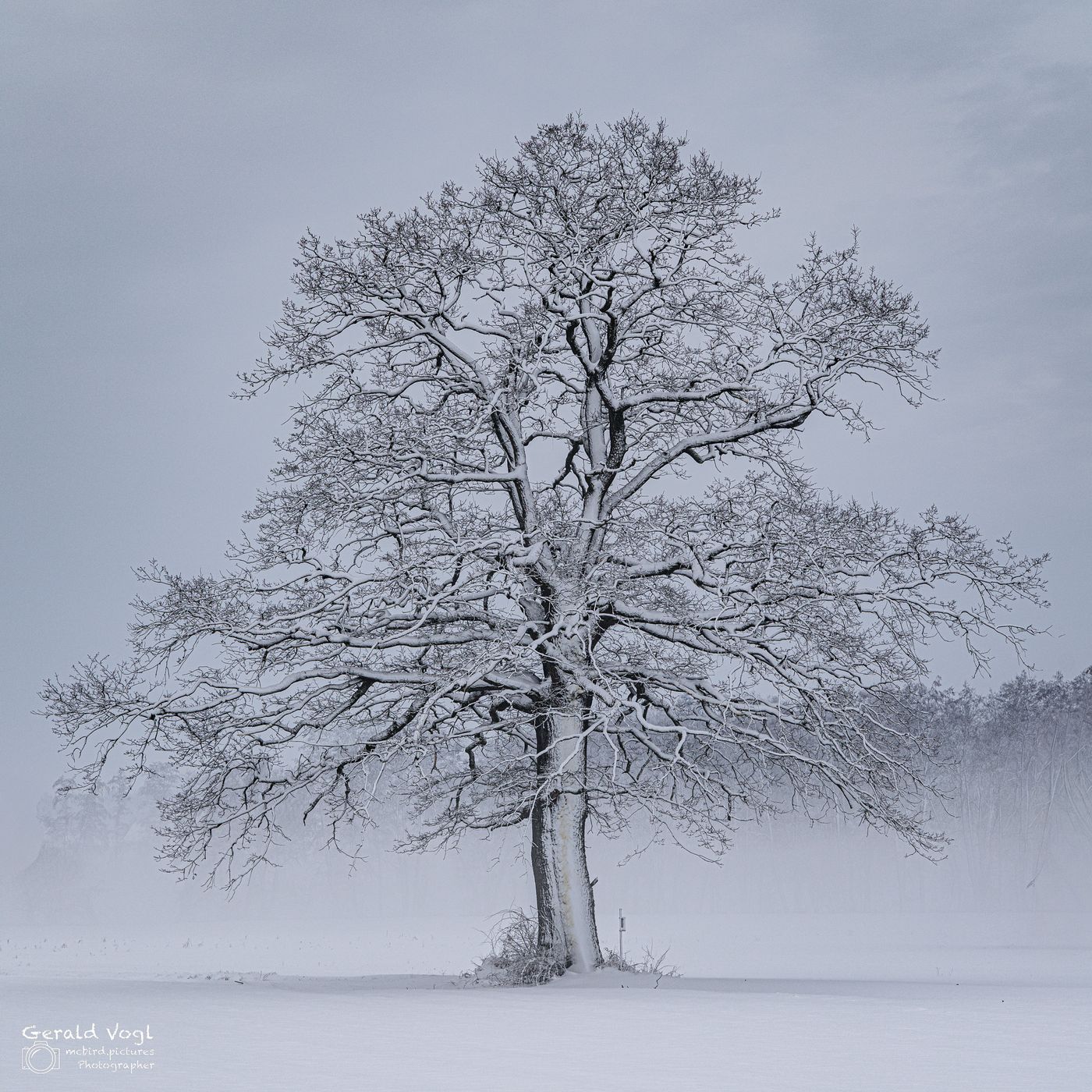 Einzelner Baum nahe Neudau, Steiermark, Austria