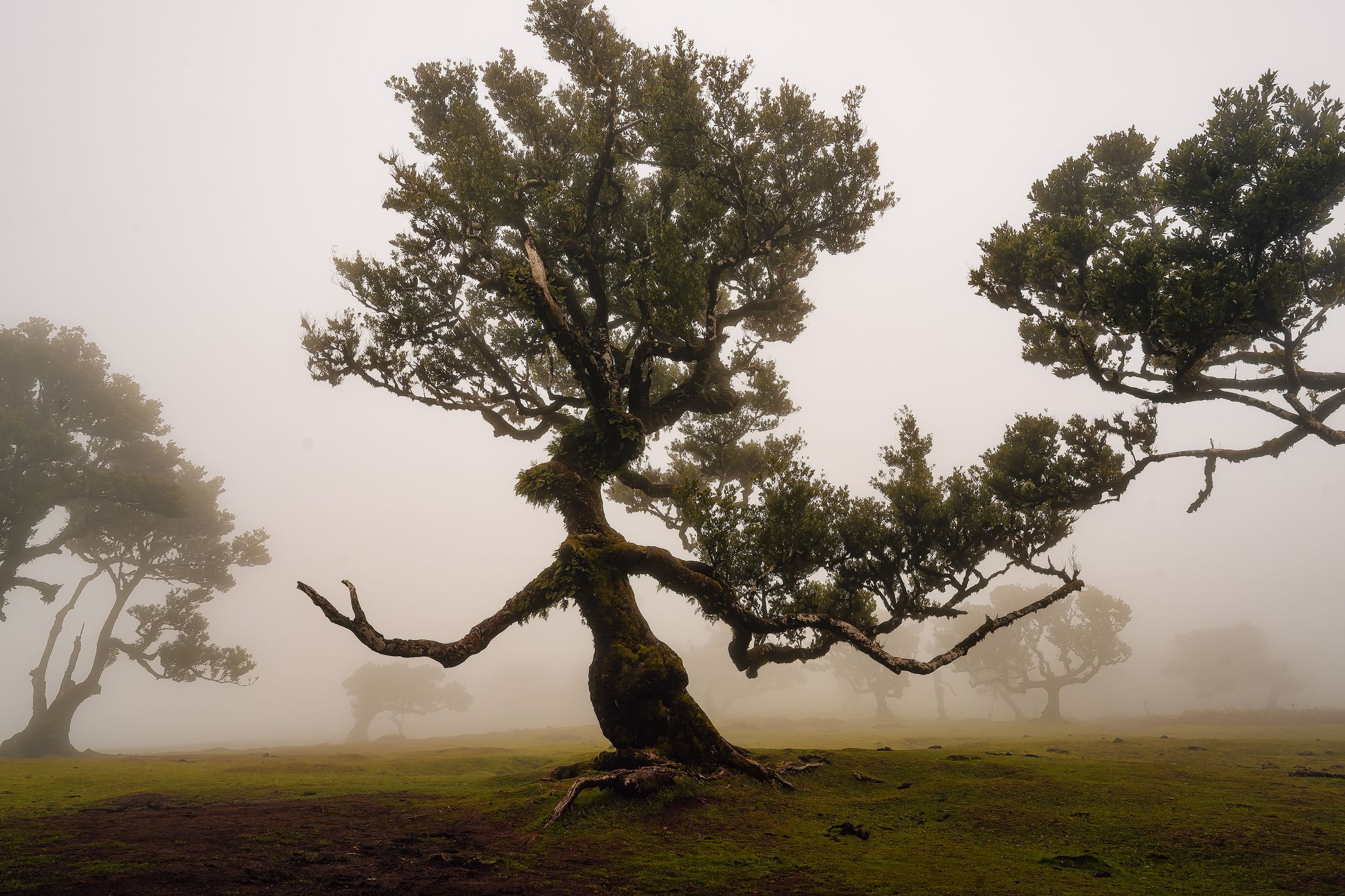 Fog Forest Fanal, Madeira, Portugal