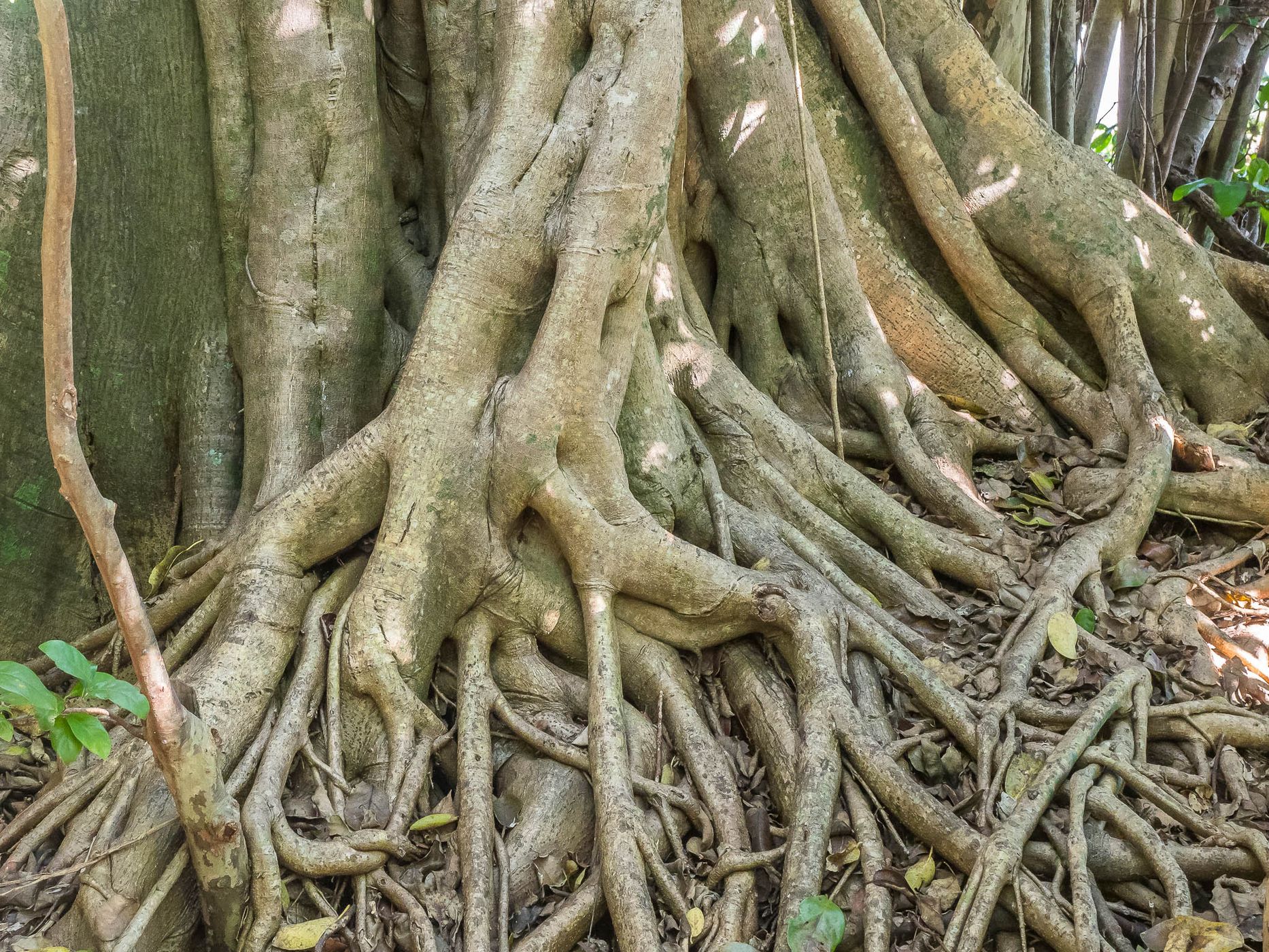 Gumbo Limbo Trail, Everglades, USA