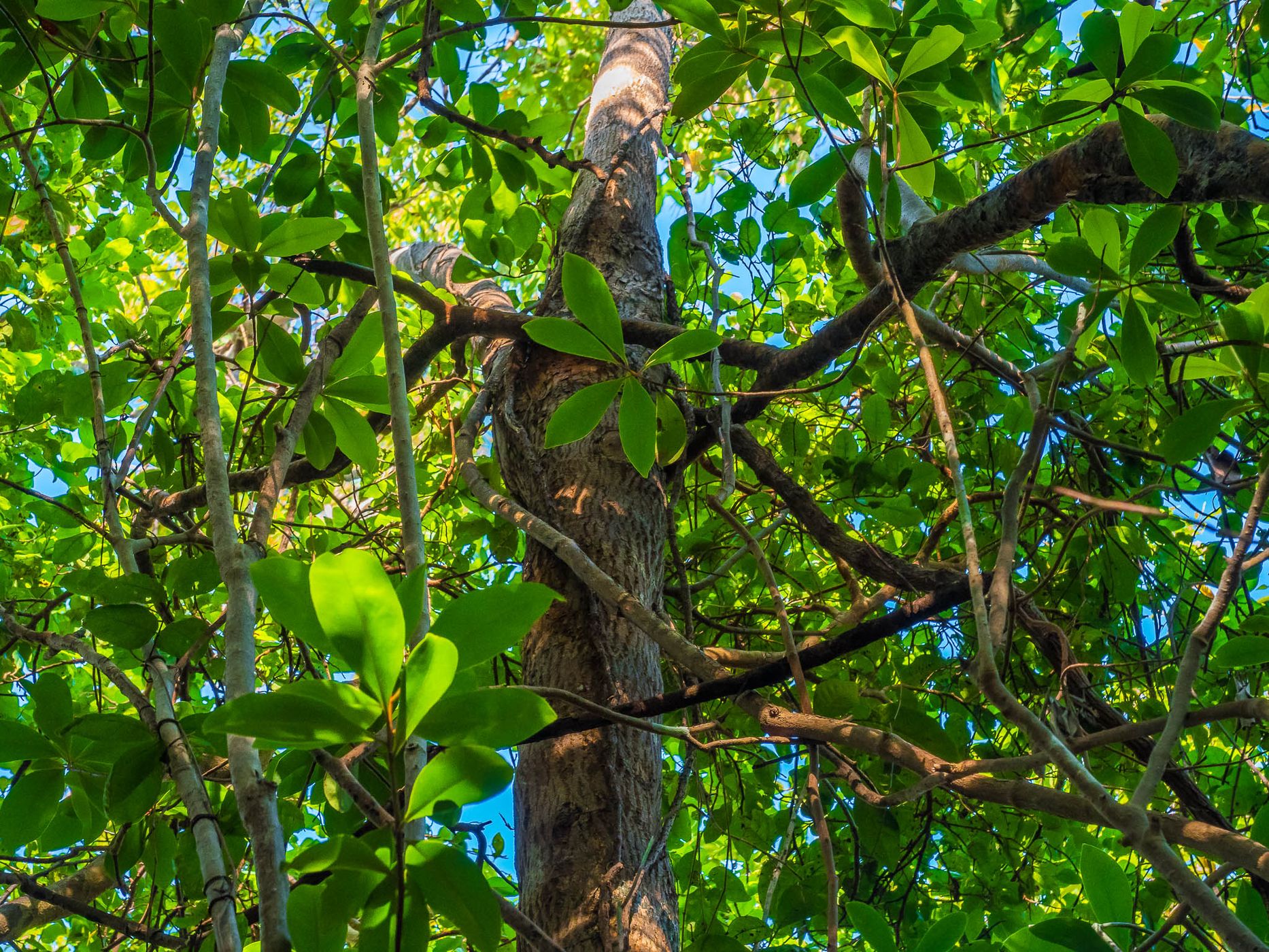 Gumbo Limbo Trail, Everglades, USA