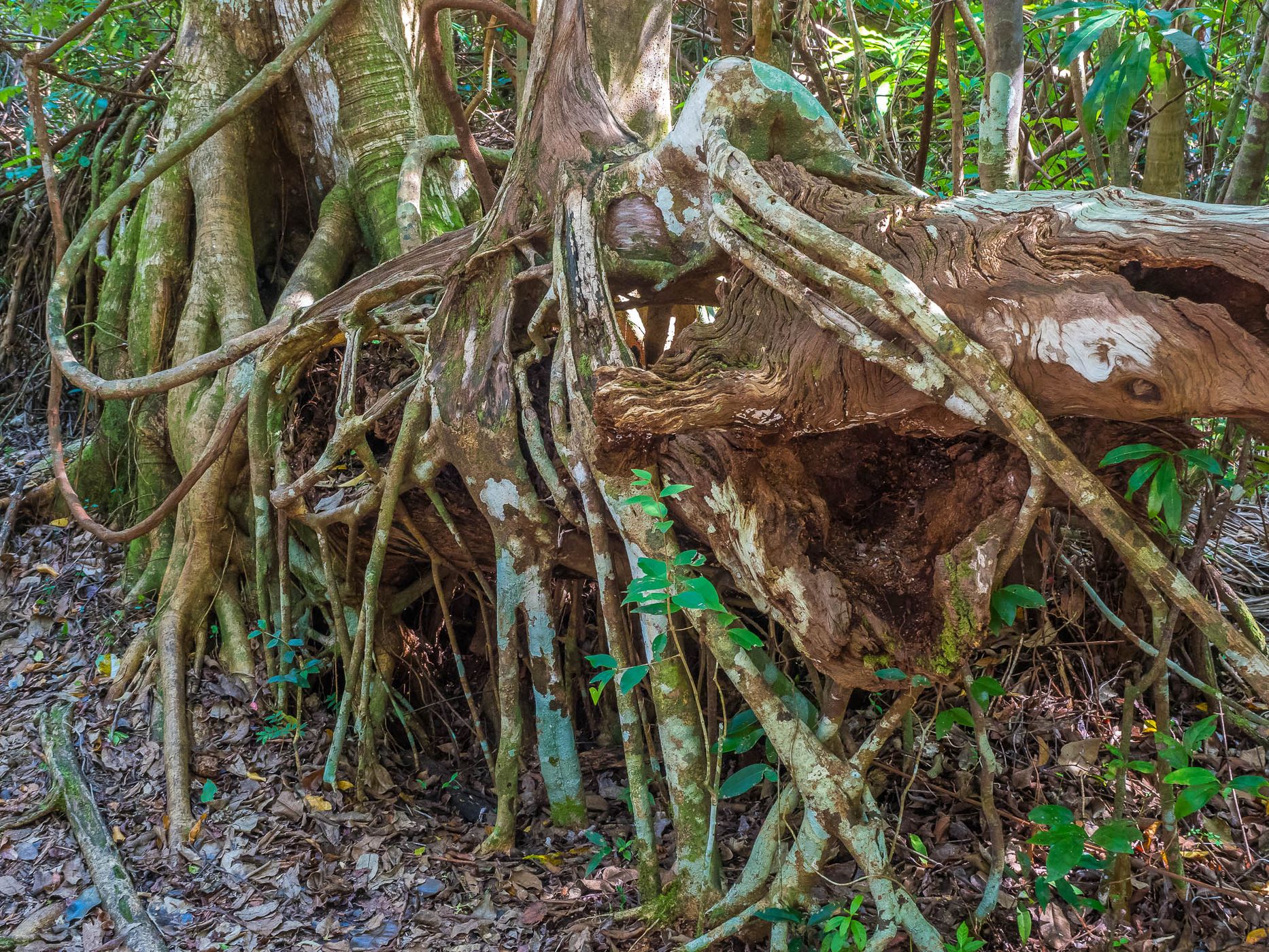 Gumbo Limbo Trail, Everglades, USA
