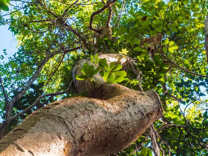 Gumbo Limbo Trail, Everglades