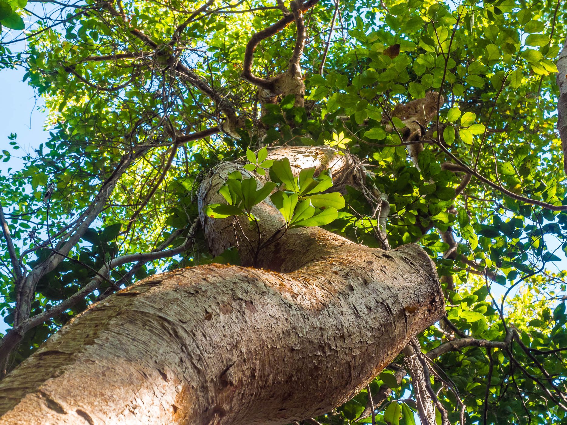 Gumbo Limbo Trail, Everglades, USA
