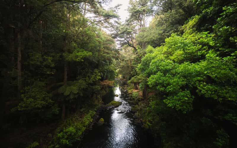 Hatea River