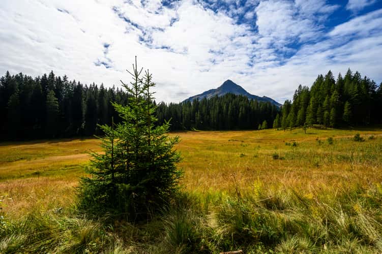 Hochmoor Wildried