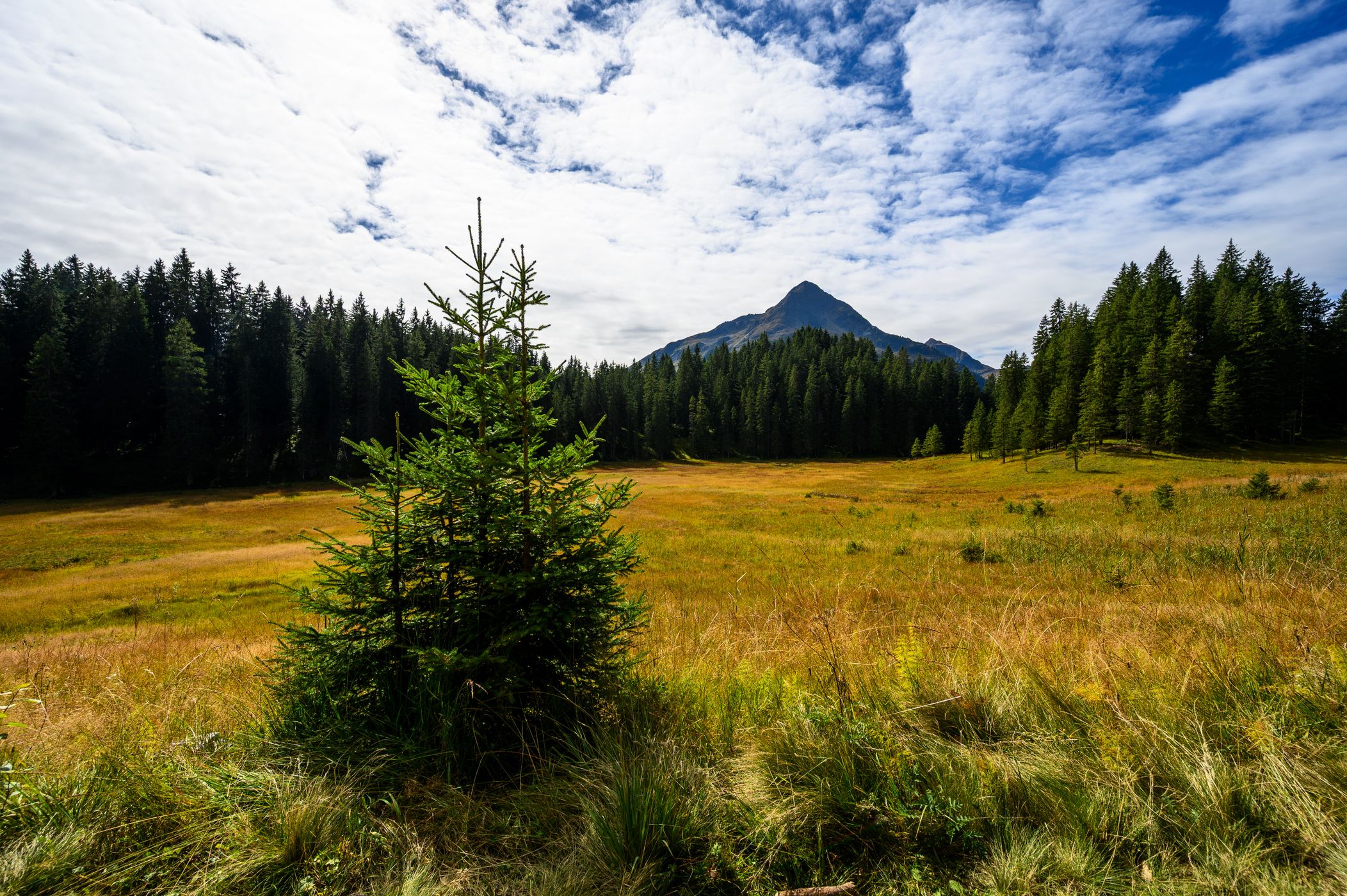 Hochmoor Wildried, Austria