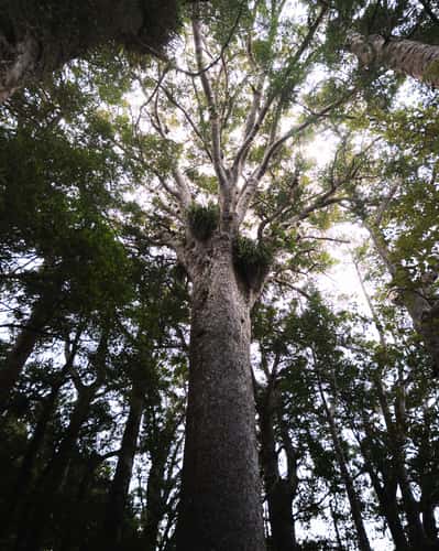 Kauri Trees (Puketi Nature Trail)