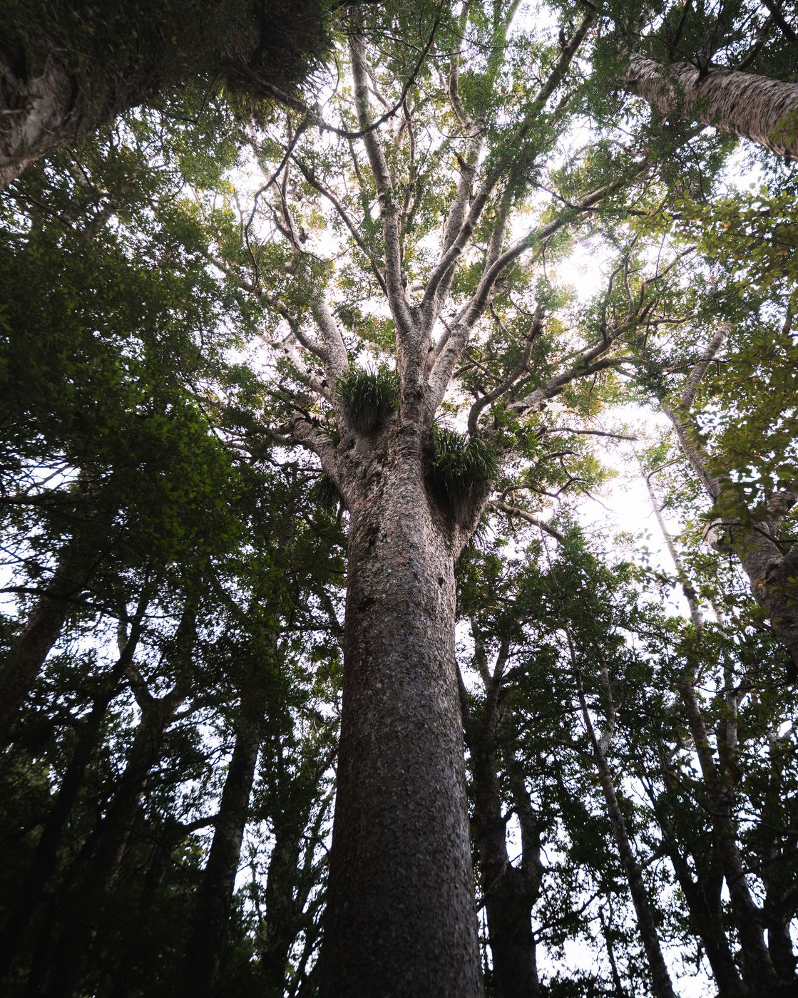 Kauri Trees (Puketi Nature Trail), New Zealand