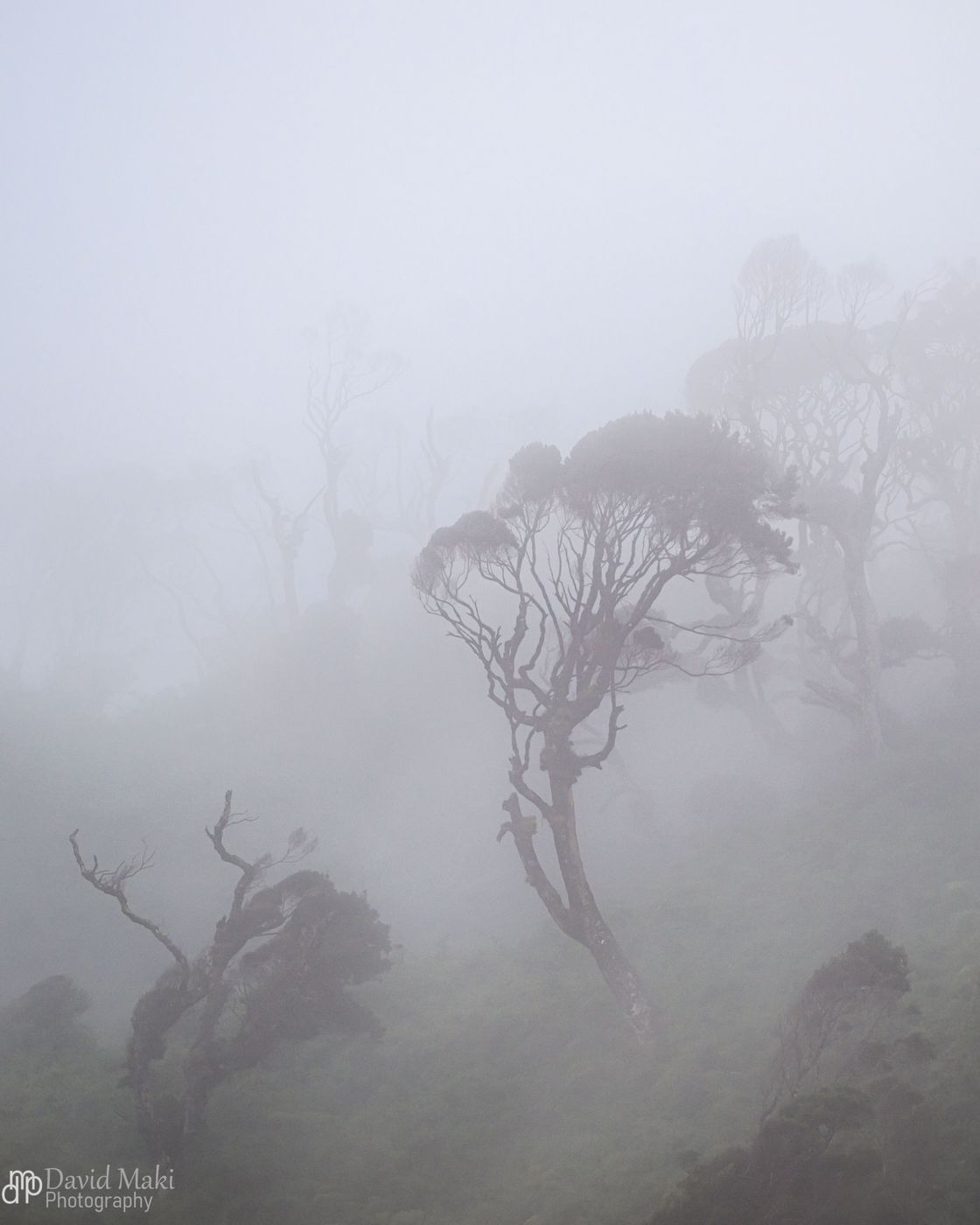 Mari Mari Nature Reserve, Chile