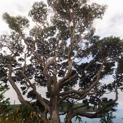 Ngati Kahu (Tree), New Zealand