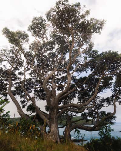Ngati Kahu (Tree)