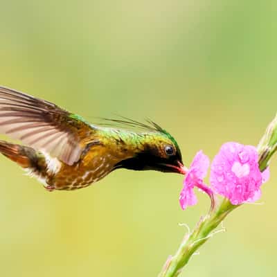 Private Garden, Costa Rica