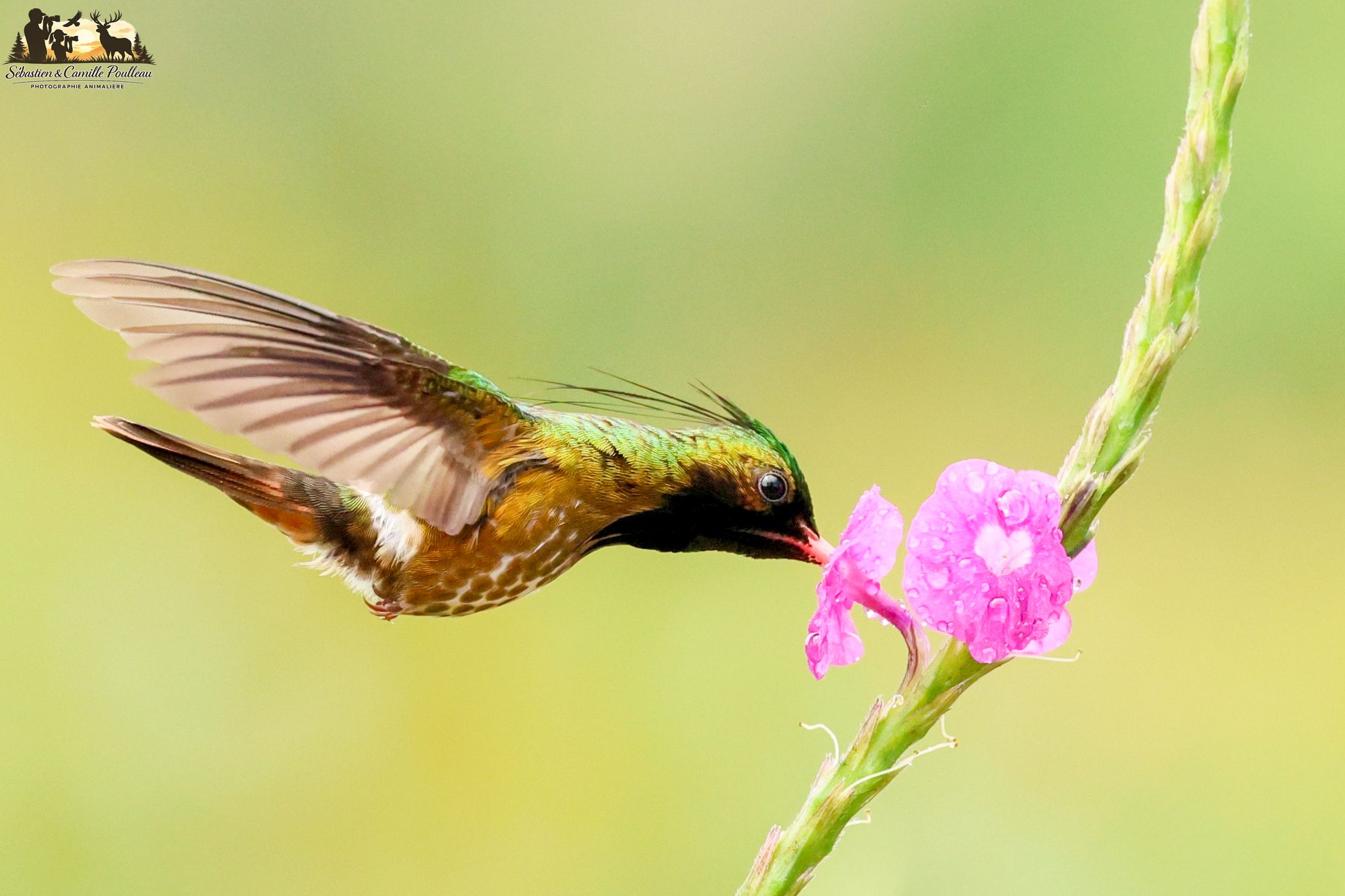 Private Garden, Costa Rica