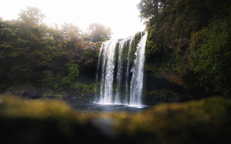 Rainbow Falls (KeriKeri)