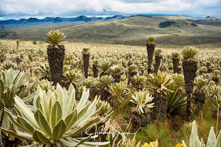 Reserva Ecológica El Ángel