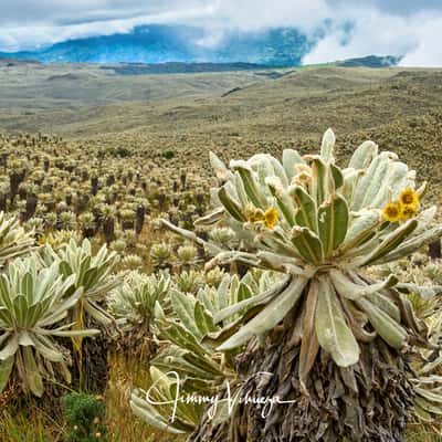 Reserva Ecológica El Ángel, Ecuador