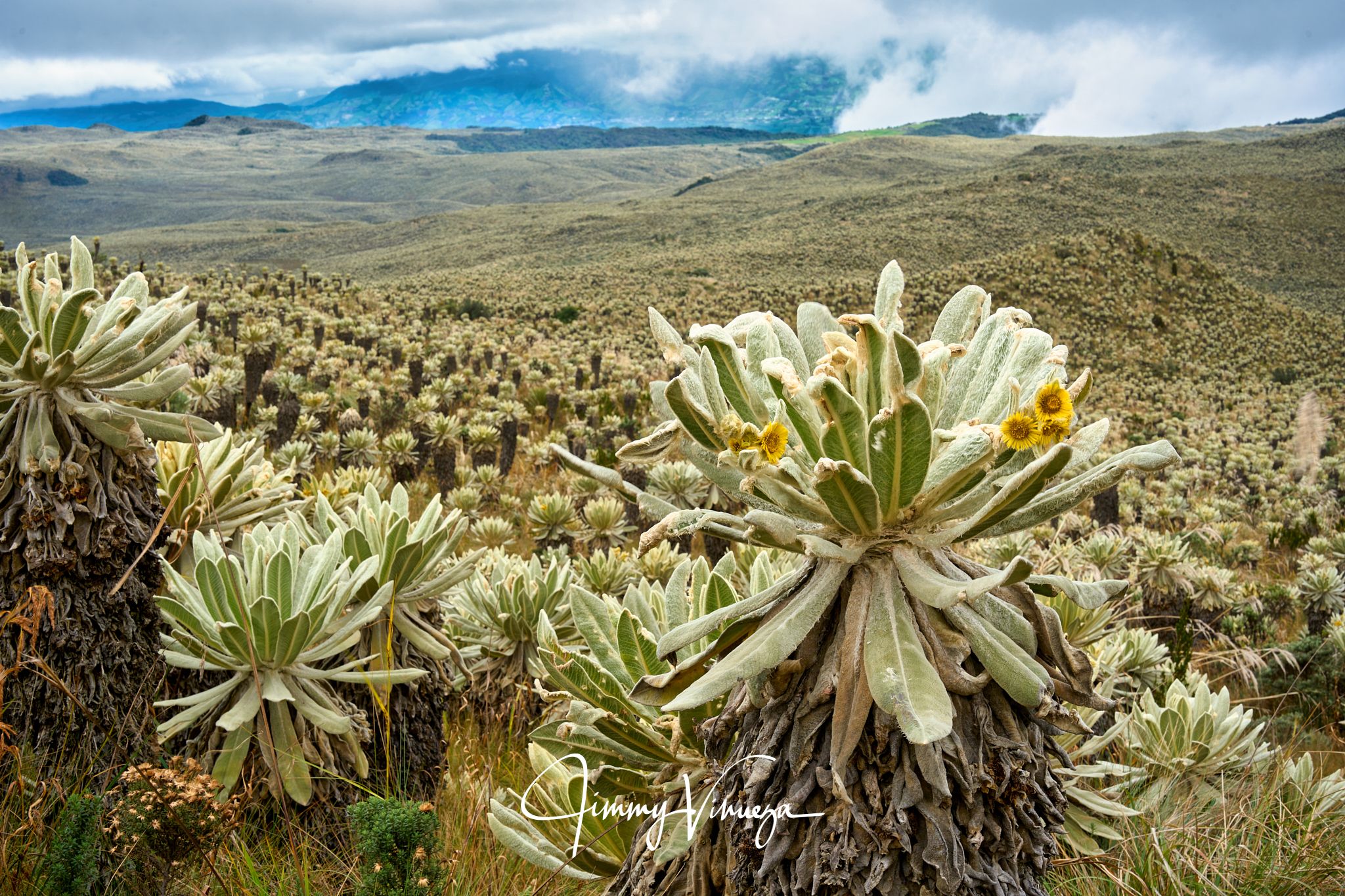 Reserva Ecológica El Ángel, Ecuador