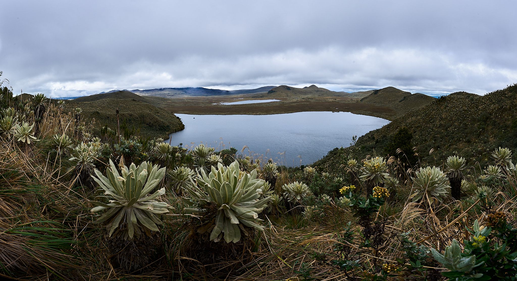 Reserva Ecológica El Ángel, Ecuador