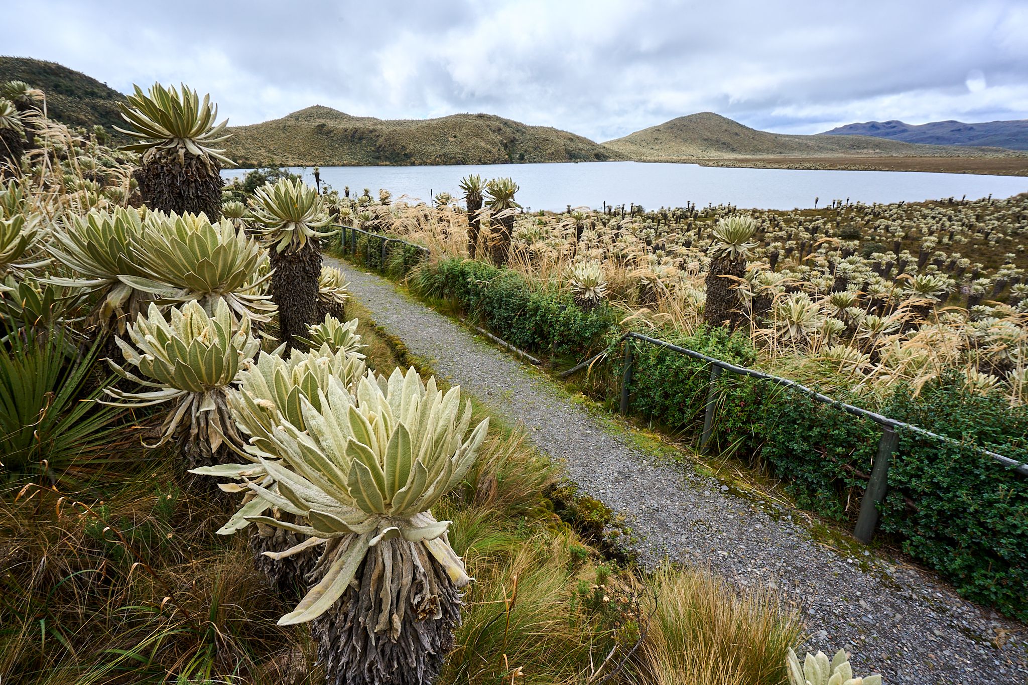 Reserva Ecológica El Ángel, Ecuador