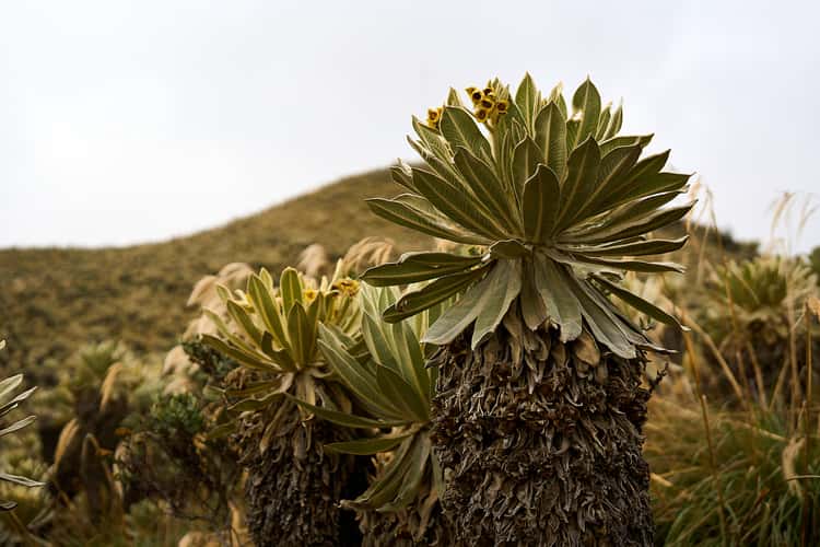 Reserva Ecológica El Ángel