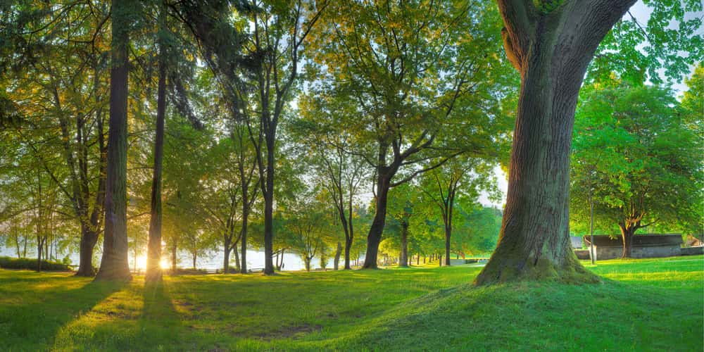 Second Beach Trees