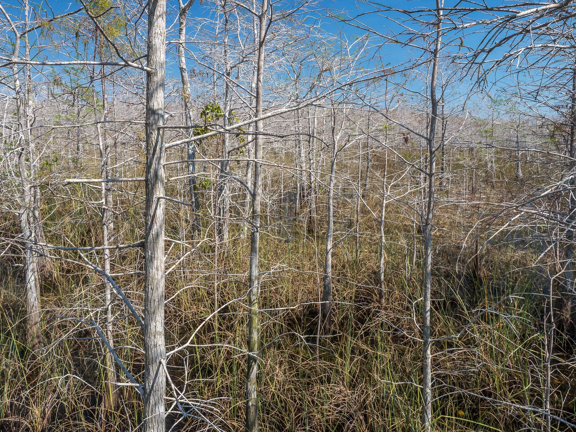 Skeleton Forest, USA