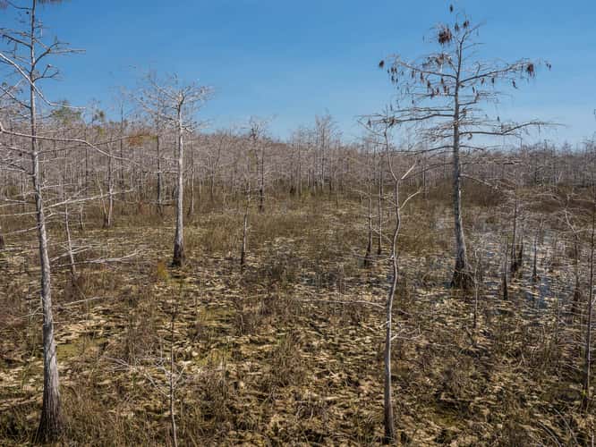 Skeleton Forest