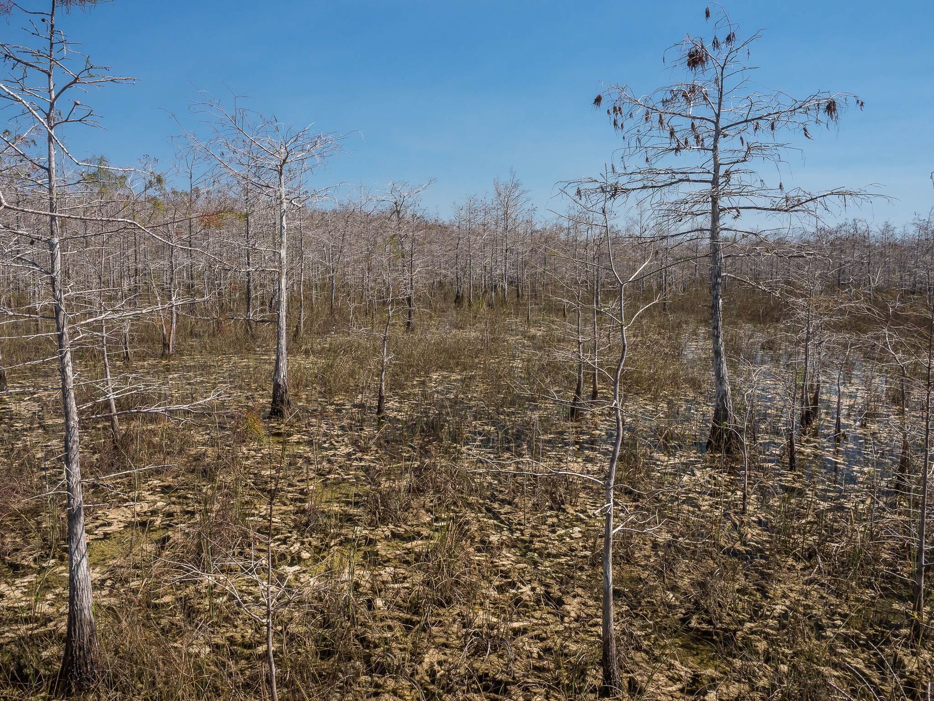 Skeleton Forest, USA
