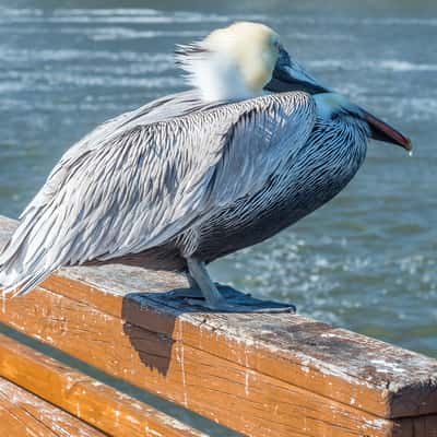 St. Simons Island, USA