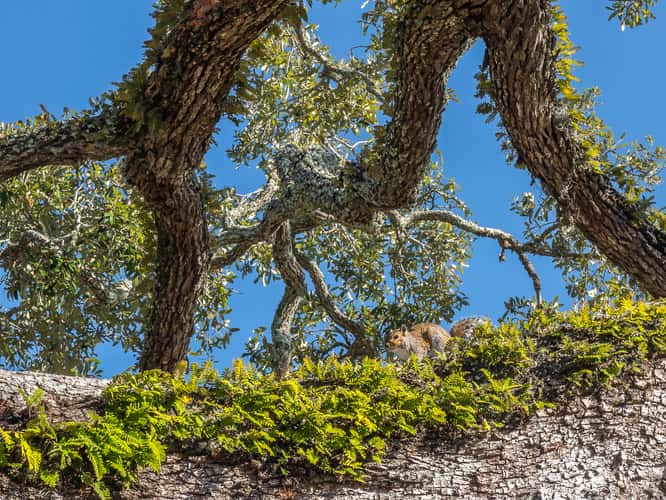 St. Simons Island