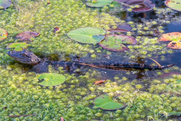 The Okefenokee National Wildlife Refuge