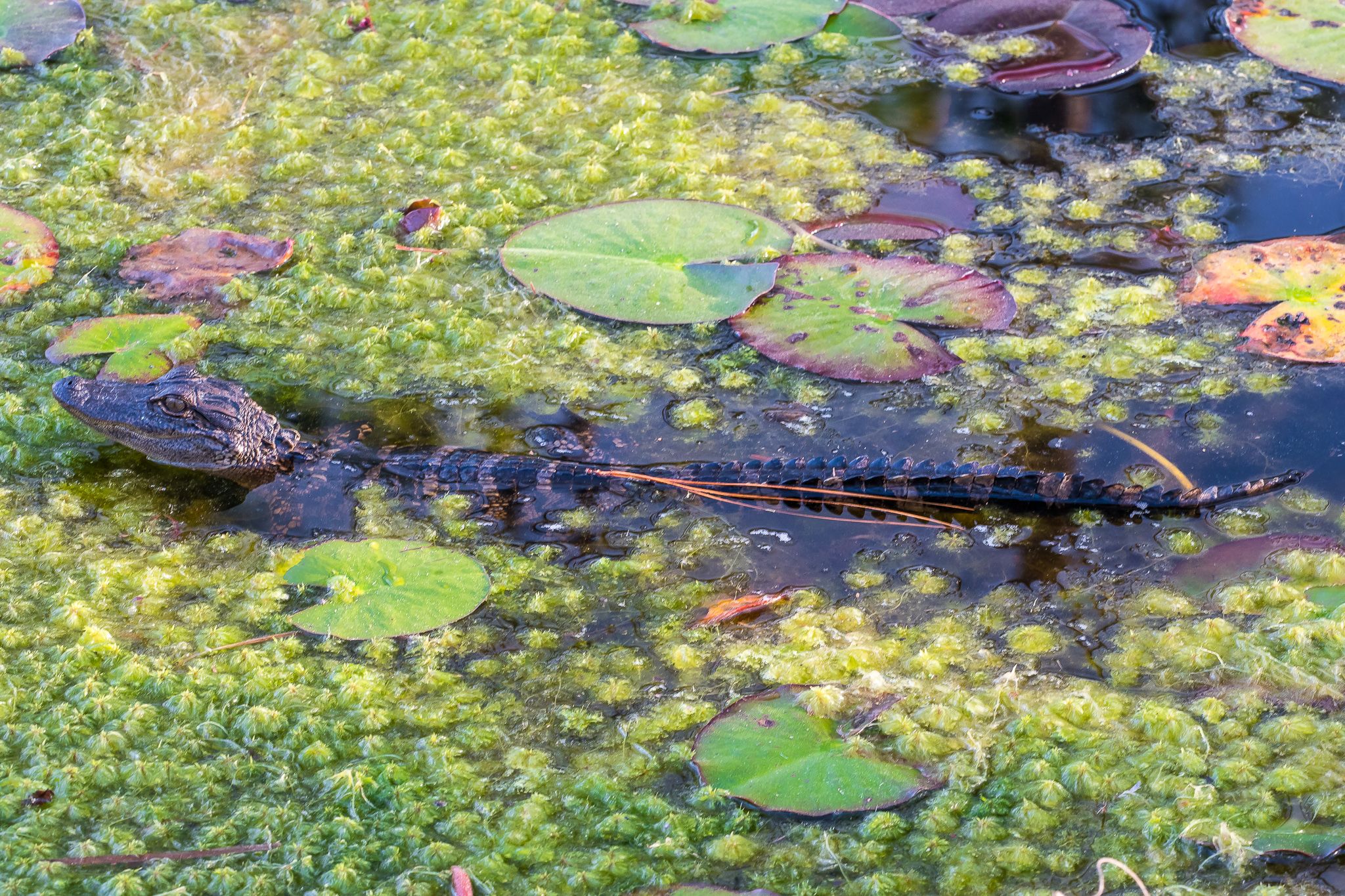 The Okefenokee National Wildlife Refuge, USA