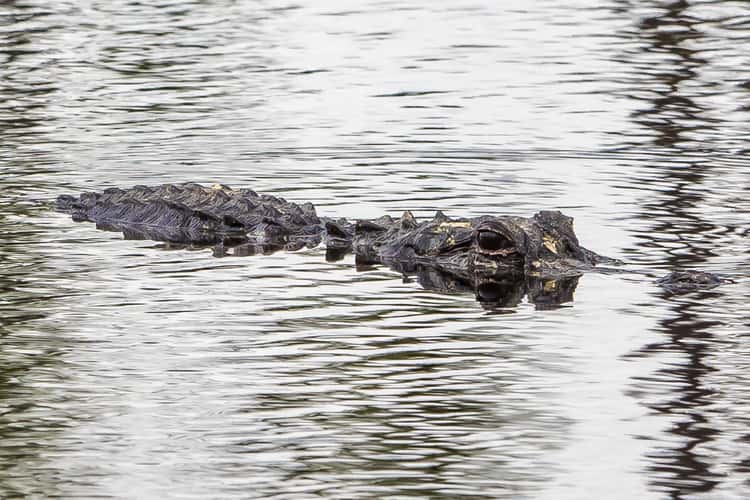 The Okefenokee National Wildlife Refuge