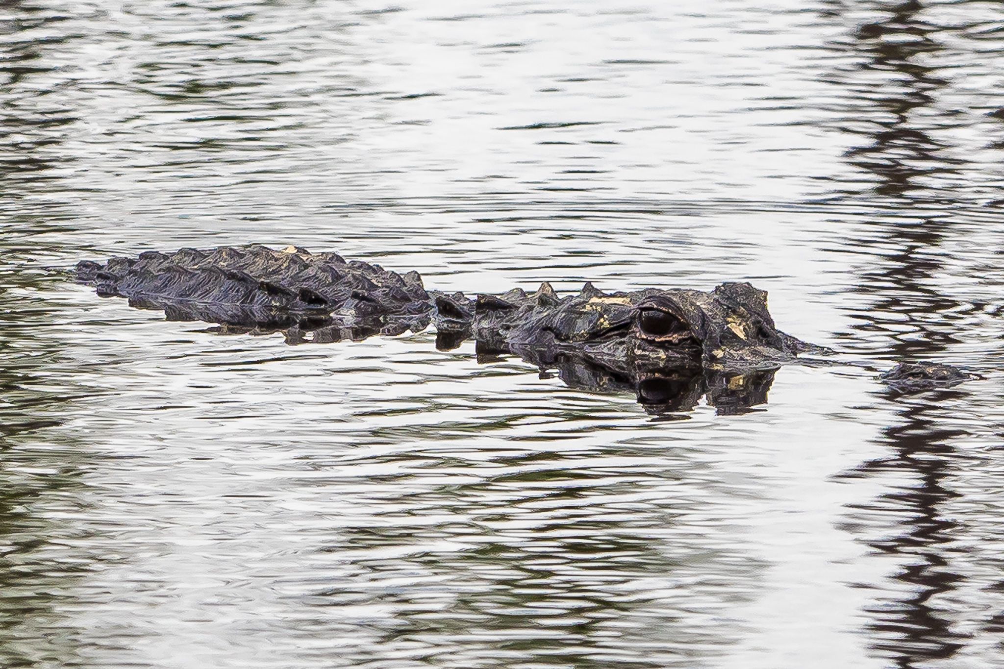 The Okefenokee National Wildlife Refuge, USA