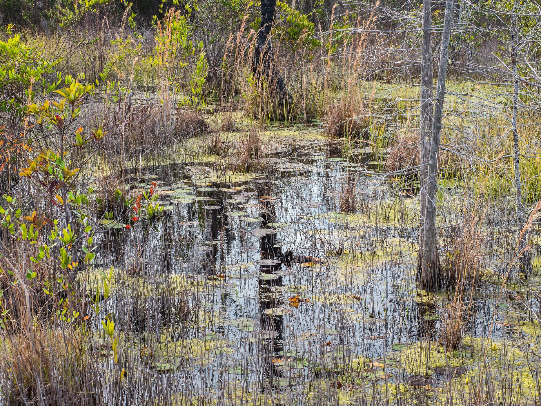 The Okefenokee National Wildlife Refuge, USA
