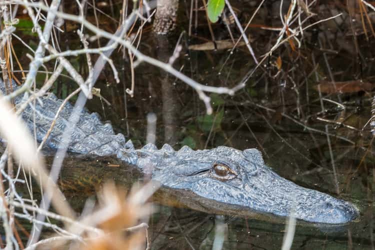 The Okefenokee National Wildlife Refuge