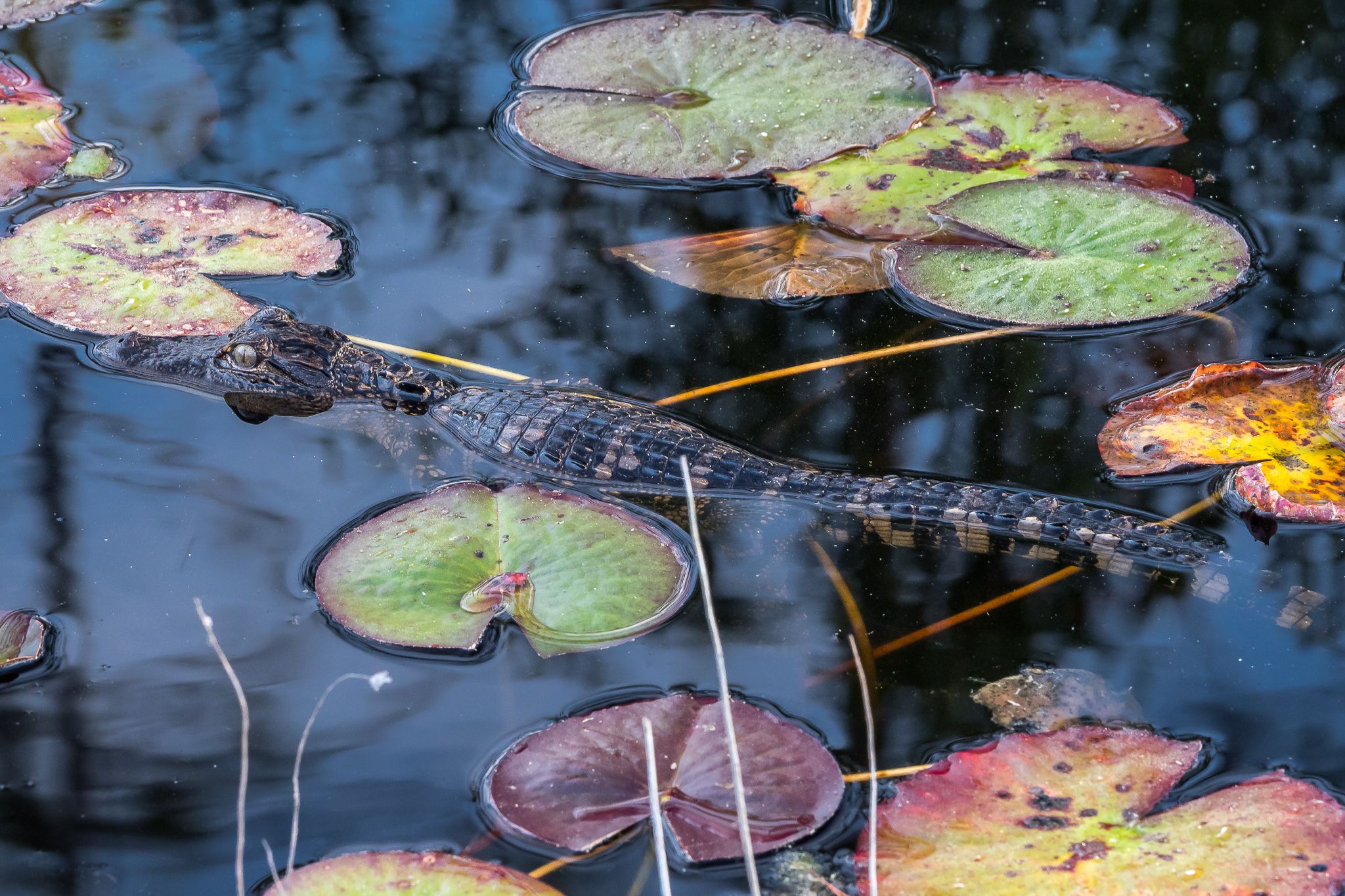 The Okefenokee National Wildlife Refuge, USA