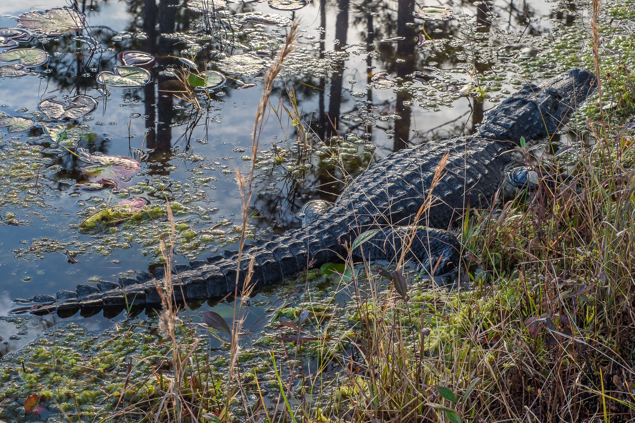 The Okefenokee National Wildlife Refuge, USA