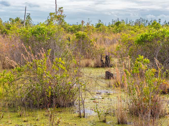 The Okefenokee National Wildlife Refuge