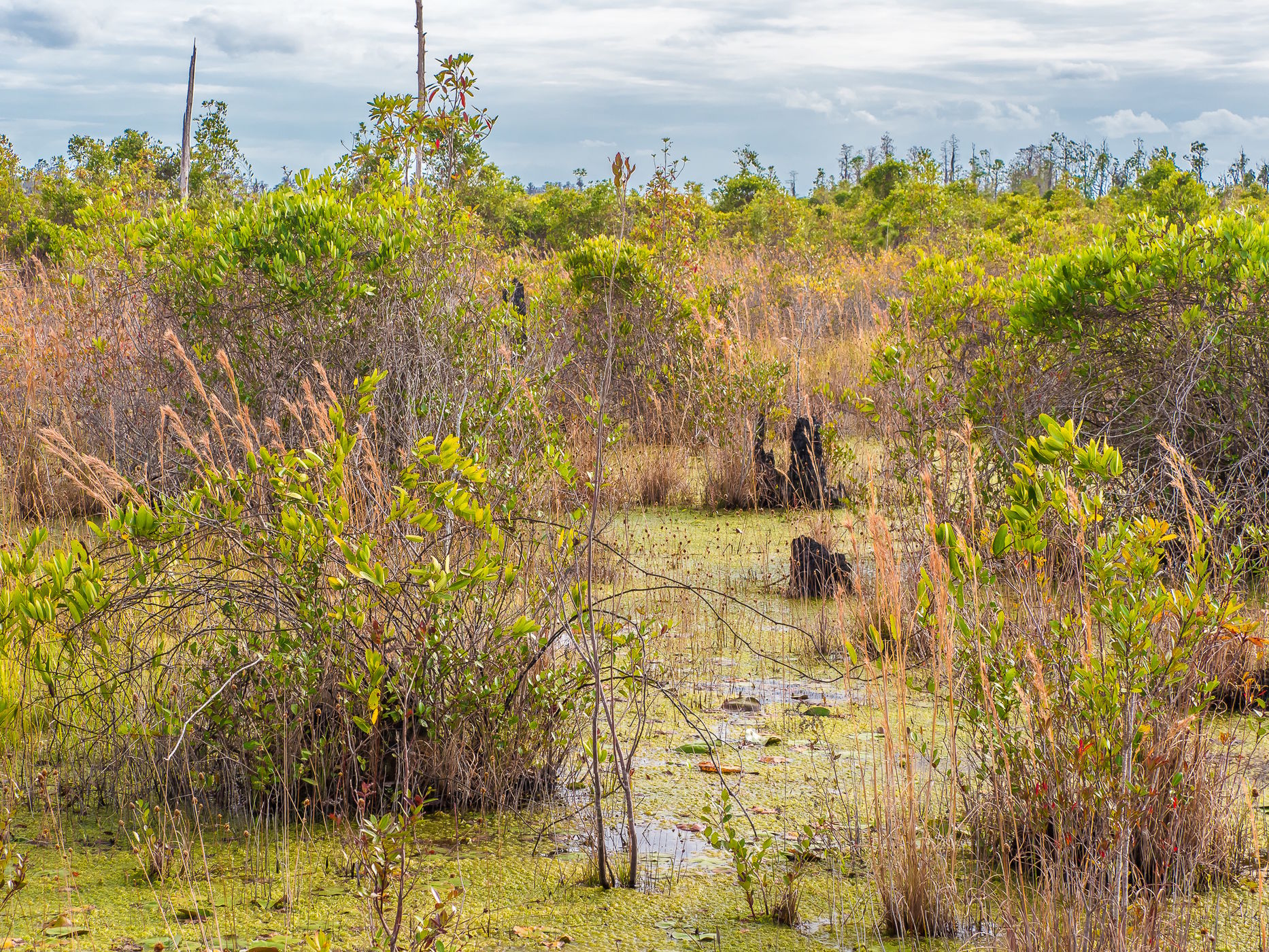 The Okefenokee National Wildlife Refuge, USA