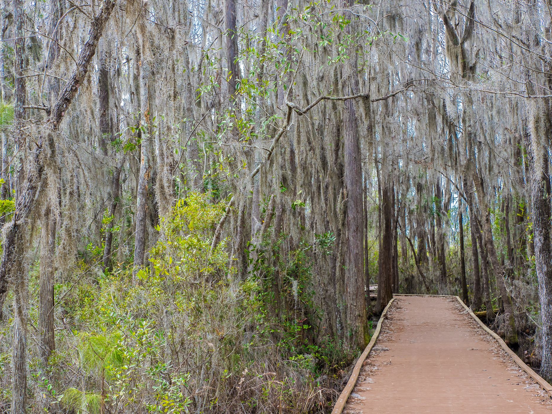 The Okefenokee National Wildlife Refuge, USA