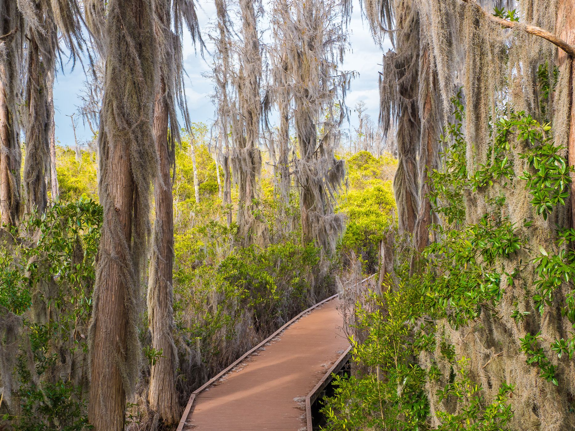 The Okefenokee National Wildlife Refuge, USA