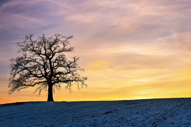 The Tree
