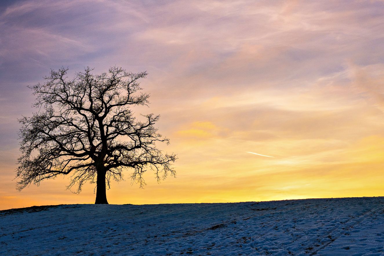 The Tree, Germany