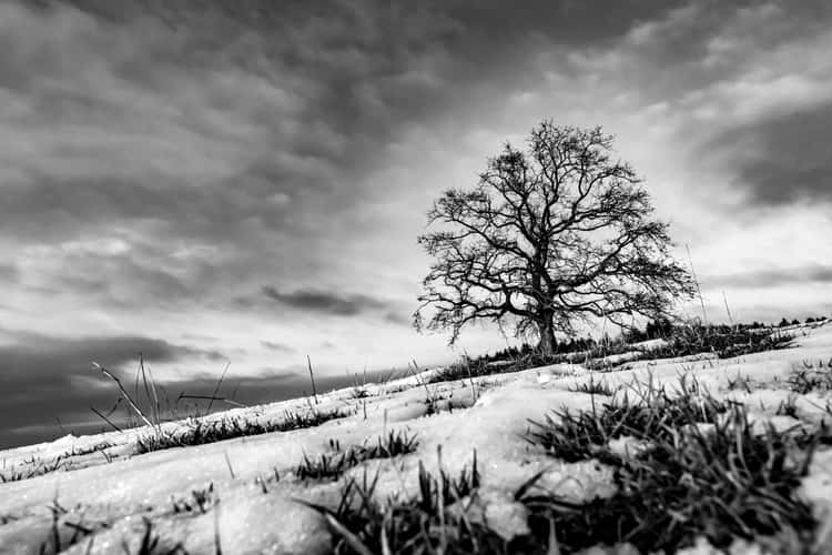 The Tree